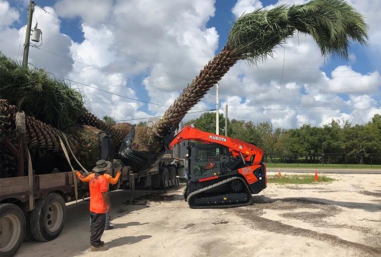 Palm tree transportation