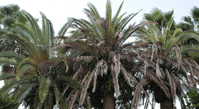 LETHAL BRONZING DISEASE: A THREAT TO SYLVESTER DATE PALMS